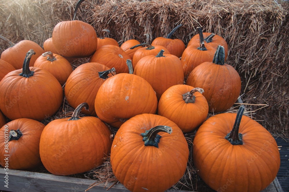 big autumn orange pumpkins in an outdoor garden big autumn orange pumpkins in an outdoor garden