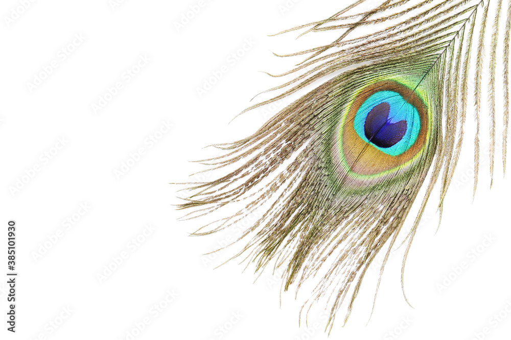 Obraz premium Peacock feather isolated on white background