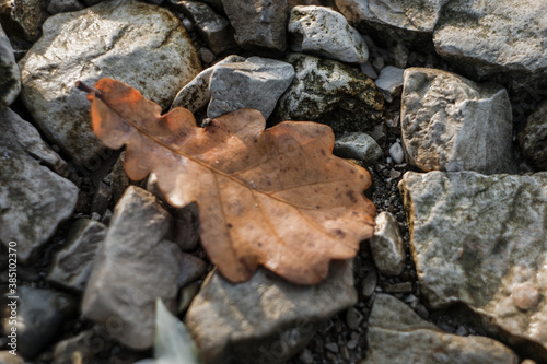 leaf on stone