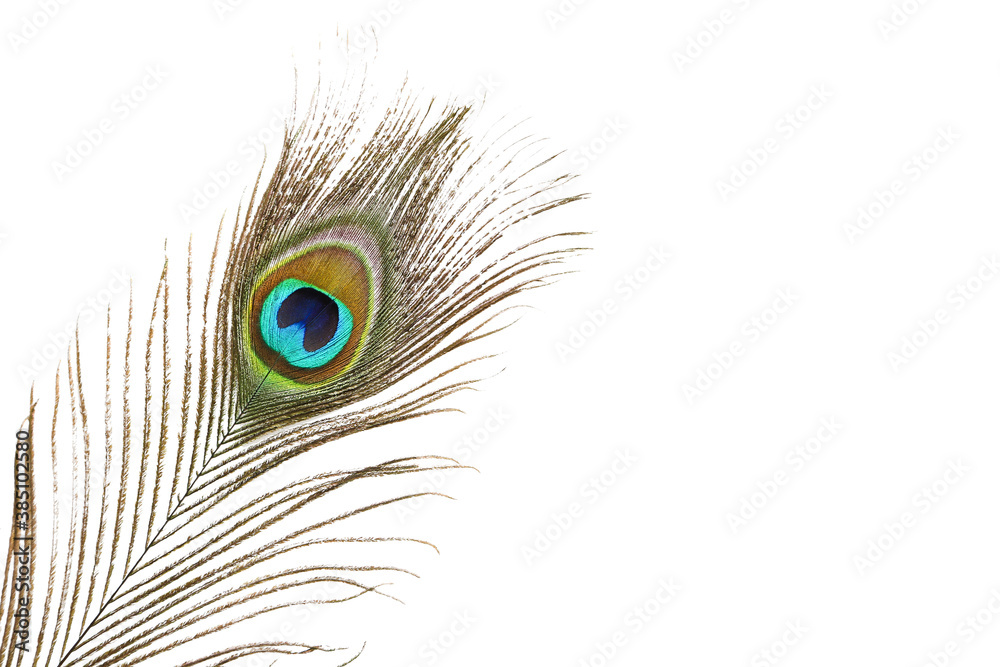 Obraz premium Peacock feather isolated on white background
