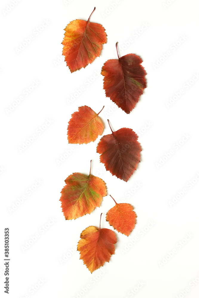 Autumn leaves frame isolated on white background. Autumn, fall, thanksgiving day concept. Flat lay, top view, copy space