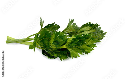 Celery branch and leaves isolated on white background.