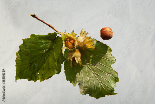 Ripe hazelnut fruit with green leaves, a bunch and nuts nearby
