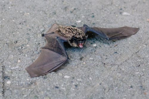 The bat lies on the asphalt. A mouse with black wings fell to the ground. Carrier of the disease. He wants to bite. Grin predator