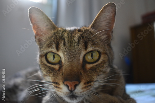 Cat - eyes cat 