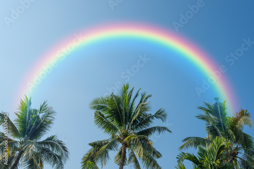 coconut or palm tree on blue sky with rainbow