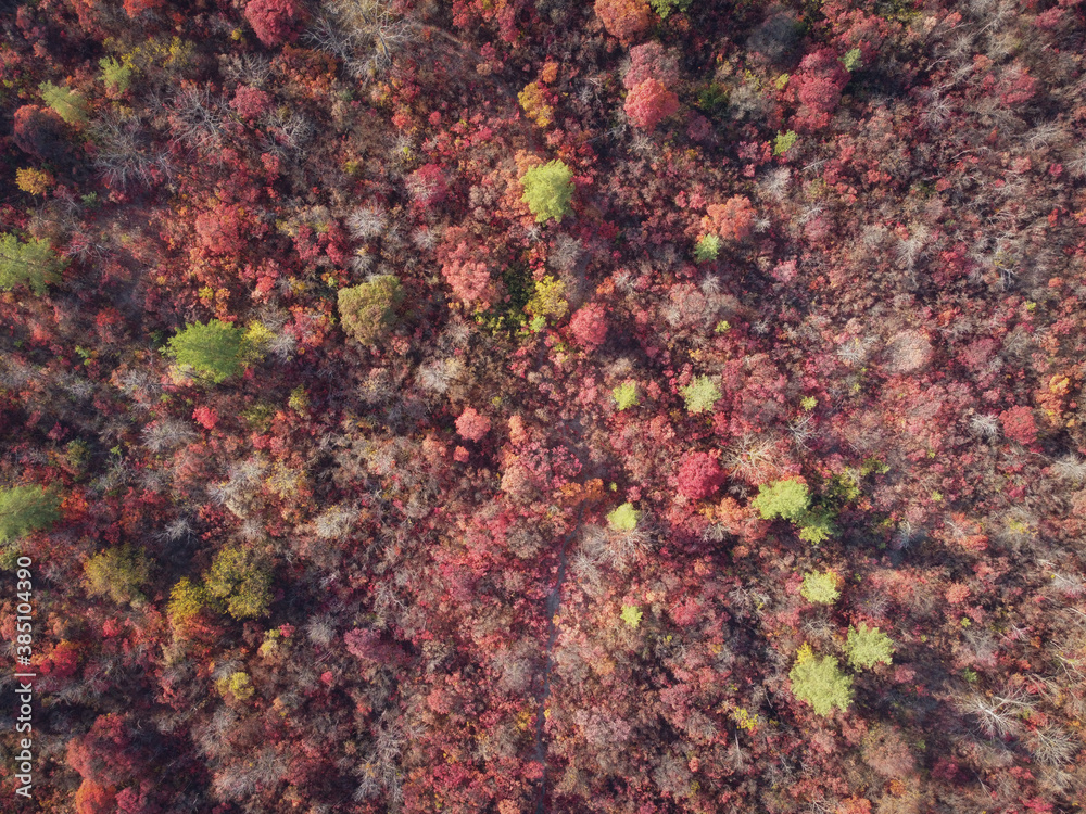 Aerial top view on autumn park bushes. Red and green plants from above.