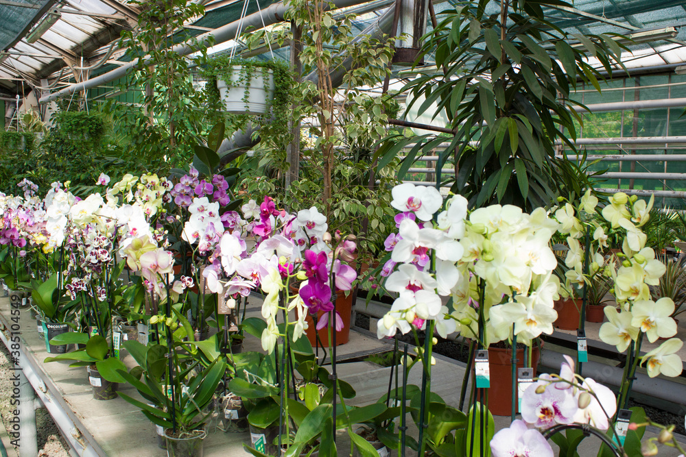 Growing colorful tropical flowering orchid plants in a greenhouse for trade and export.