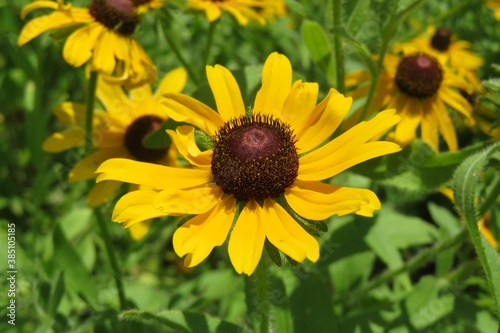 Beautiful yellow rudbeckia flowers on the meadow  closeup