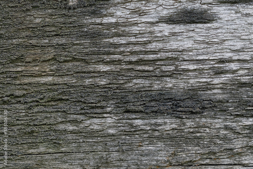 Fototapeta premium old board covered with moss