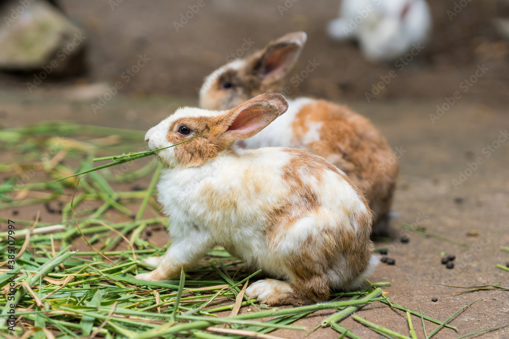 cute rabbits close up cute rabbits close up