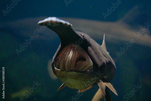 River fish with a long nose and a huge mouth Polyodon spathula in natural habitat photo