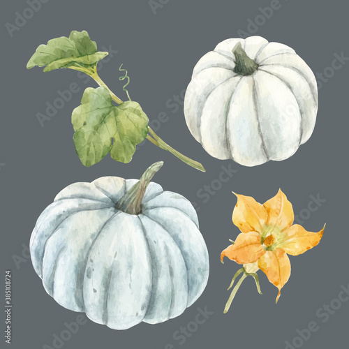 Beautiful vector stock illustration with watercolor pumpkin vegetable.