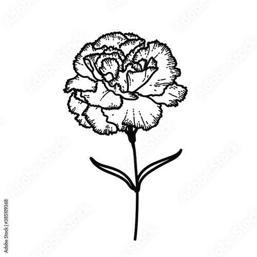 Flower Carnation