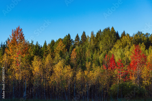 Multicolored foliage of trees in the autumn forest and clear sky.