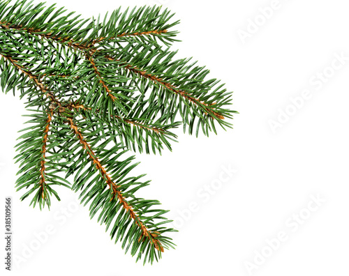 Christmas ornament. Fir tree branch isolated on white.