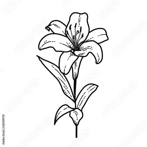 Flower Witte Lelie