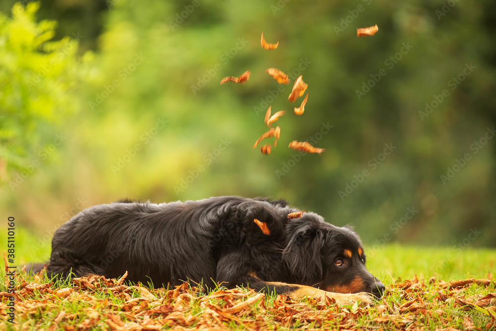 black and gold Hovie, dog hovawart lies in the grass and autumn leaves fall on it black and gold Hovie, dog hovawart lies in the grass and autumn leaves fall on it