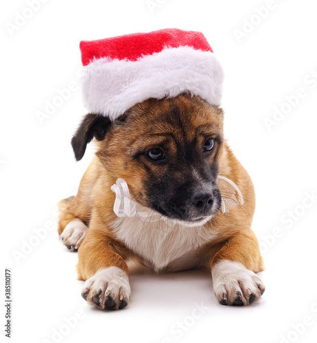 Dog in a Christmas hat.
