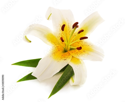 Fototapeta Naklejka Na Ścianę i Meble -  One white lily.