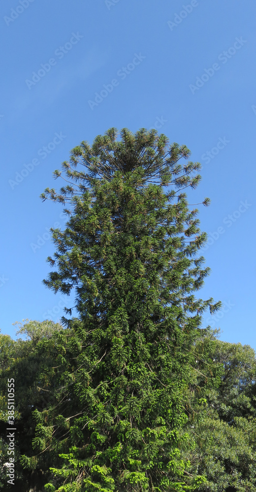 Obraz premium Vista de un árbol muy alto, con un cielo azul. 
