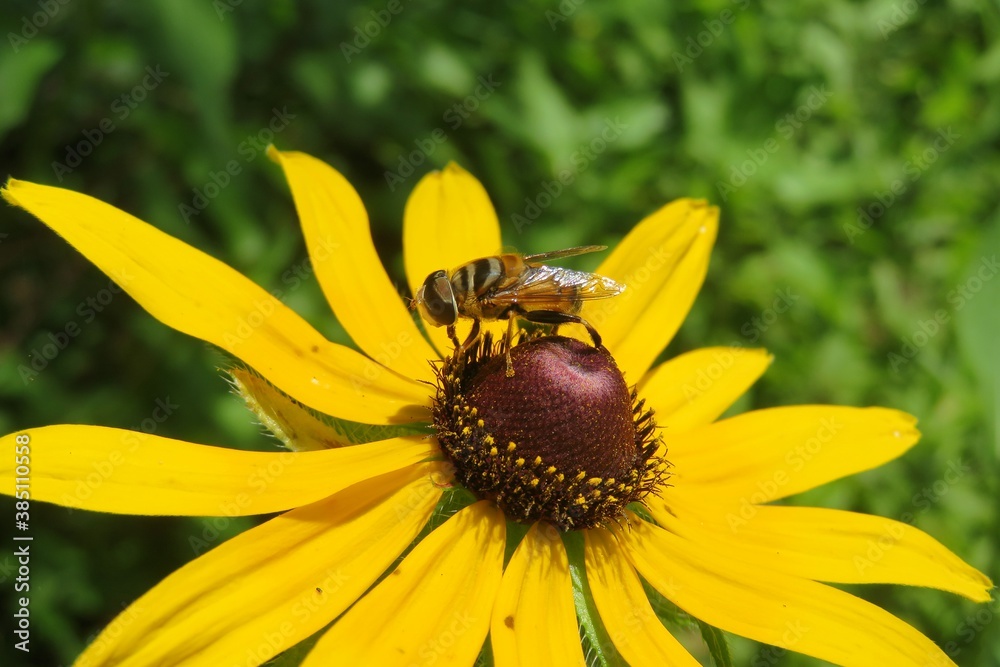 Hoverfly on yellow rudbeckia flower in Florida nature, closeup Hoverfly on yellow rudbeckia flower in Florida nature, closeup