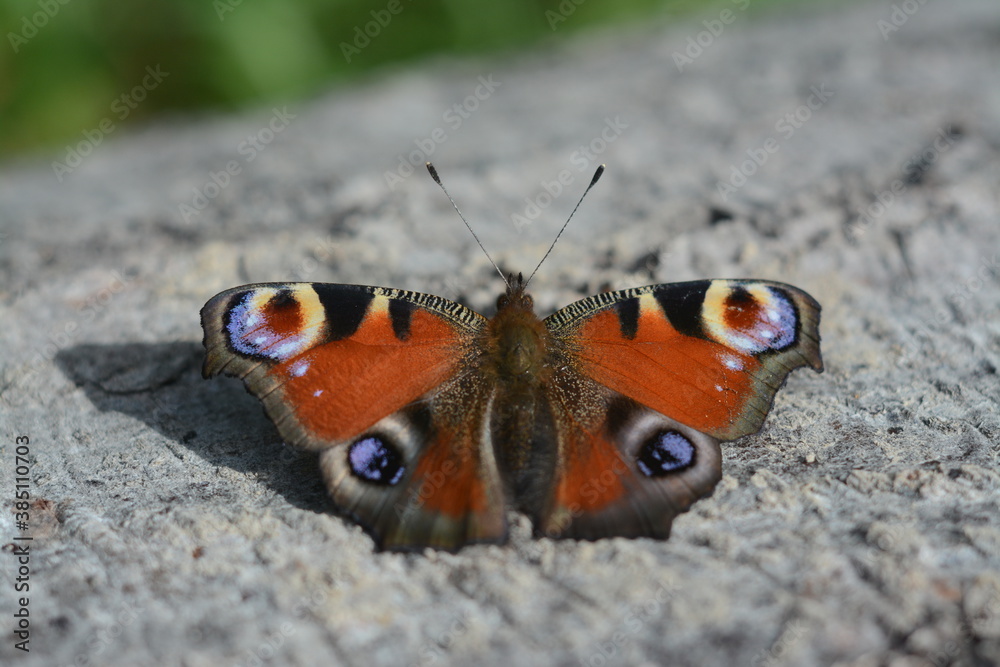 Red peacock butterfly in the forest on a tree Red peacock butterfly in the forest on a tree