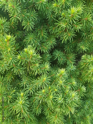 green pine needles, thuja, background