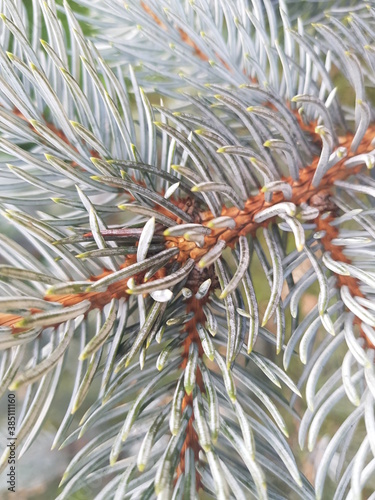 close up of pine needles, white christmas tree