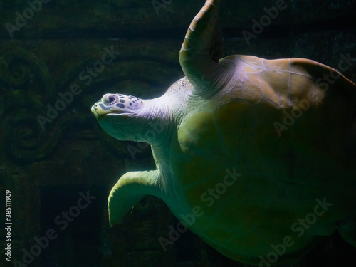 Sea turtle Cheloniidae in ocean waters