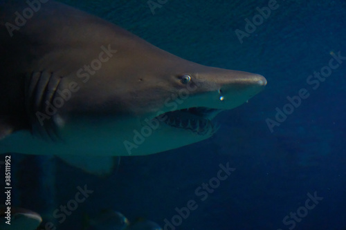Swimming with Galeocerdo cuvier sharks in the ocean waters
