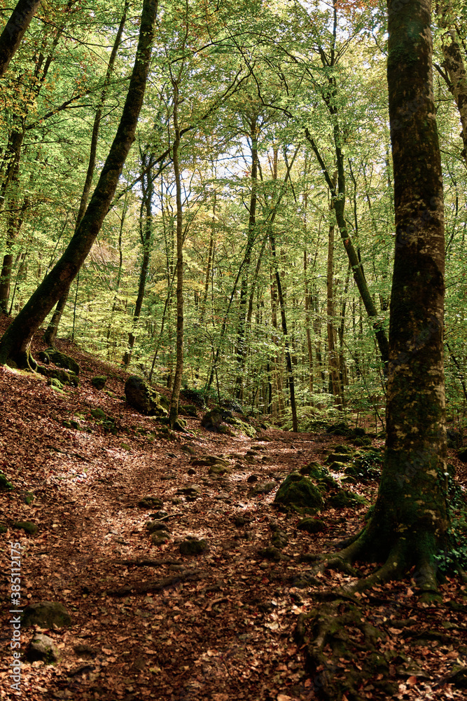 trees in a forest in autumn with leafs on the ground