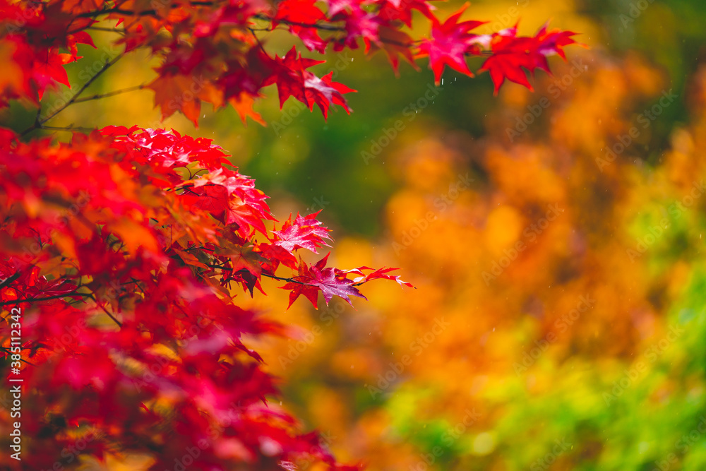 beautiful color change in Autumn leaves season in Japan. very nice place for traveling beautiful color change in Autumn leaves season in Japan. very nice place for traveling