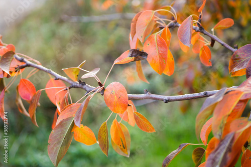Close up orange leaves. Colorful Autumn forest landscape. Seasonal view  © Alona