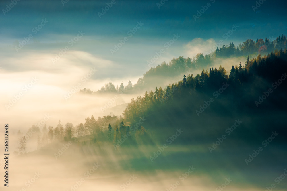 fir trees on a meadow down the hill to coniferous forest in foggy mountains at sunrise fir trees on a meadow down the hill to coniferous forest in foggy mountains at sunrise