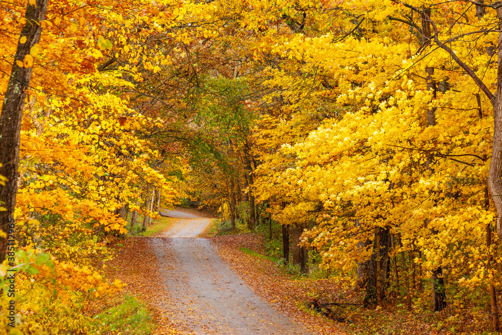 Fototapeta premium A winding country road between bright yellow maple trees in the autumn.
