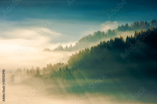 fir trees on a meadow down the hill to coniferous forest in foggy mountains at sunrise