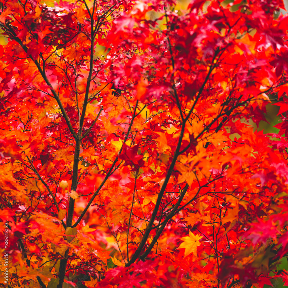 beautiful color change in Autumn leaves season in Japan. very nice place for traveling beautiful color change in Autumn leaves season in Japan. very nice place for traveling