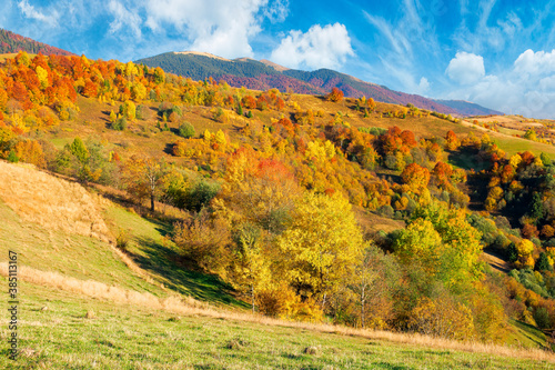 countryside scenery in fall season. trees on grassy mountain hills in fall colors. beautiful sunny weather with fluffy clouds on the sky