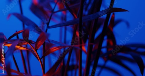 rotating the leaves and stems hamedoreya in the light of the neon lights photo