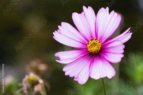 pink daisy in the grass