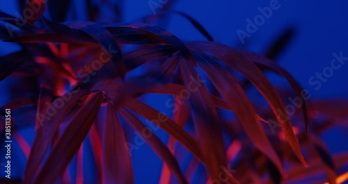 rotating the leaves and stems hamedoreya in the light of the neon lights photo