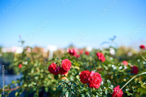 Red Ground Cover Rose Gartnerfreude blossoms