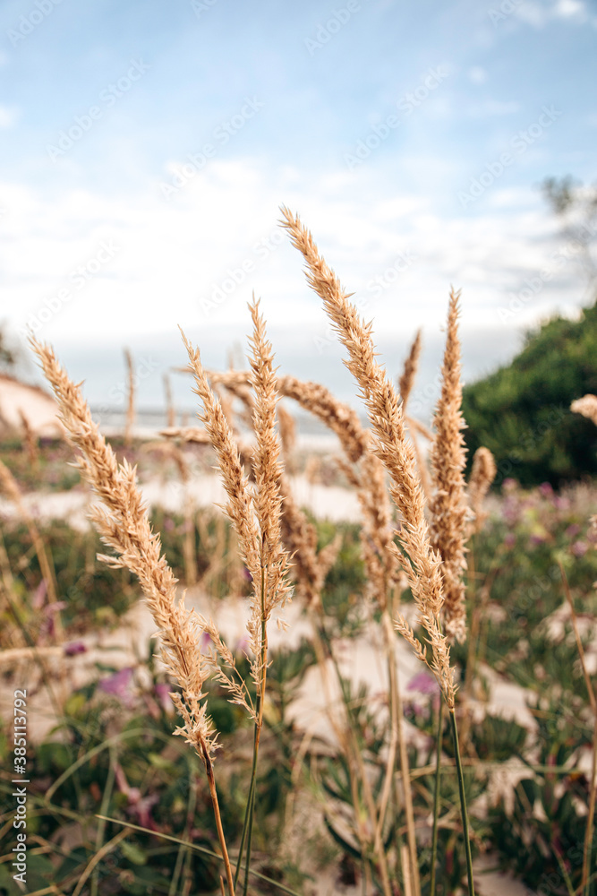 Fototapeta premium Pequeños detalles 