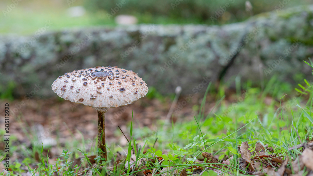 Parasol mushrooms in a meadow. Parasol mushrooms in a meadow.