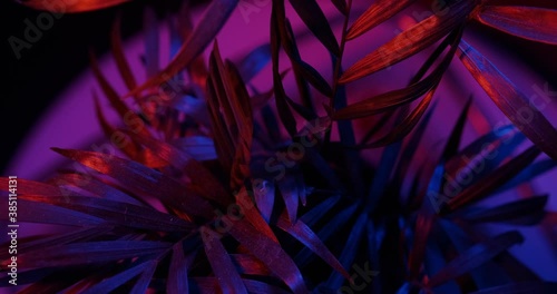 rotating the leaves and stems hamedoreya in the light of the neon lights photo