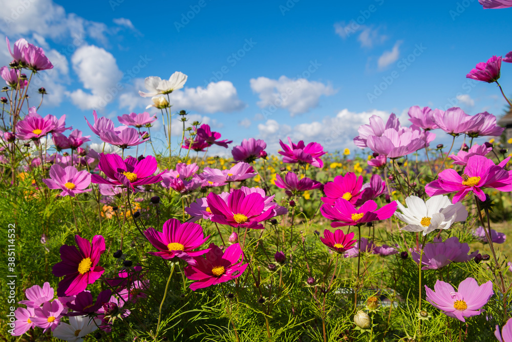 colour cosmos flowers in the field in sunny day with blue sky
