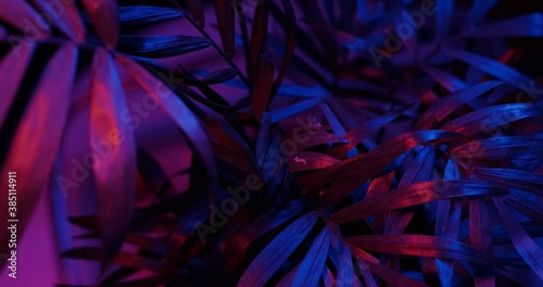 rotating the leaves and stems hamedoreya in the light of the neon lights
