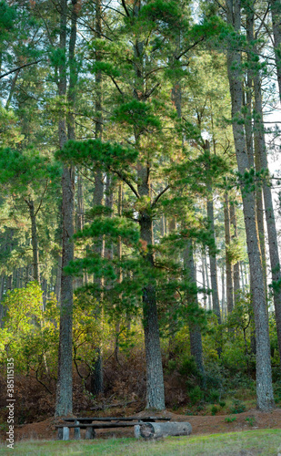 Autumn forest trees. nature green wood sunlight backgrounds. Aritzo - Sardinia 