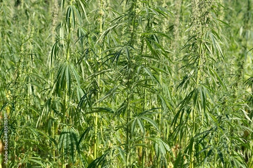Field with cannabis plants, Cannabis sativa